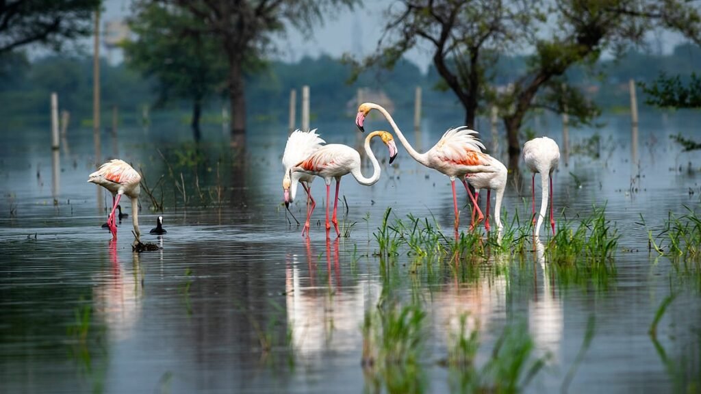 bharatpur bird sanctuary