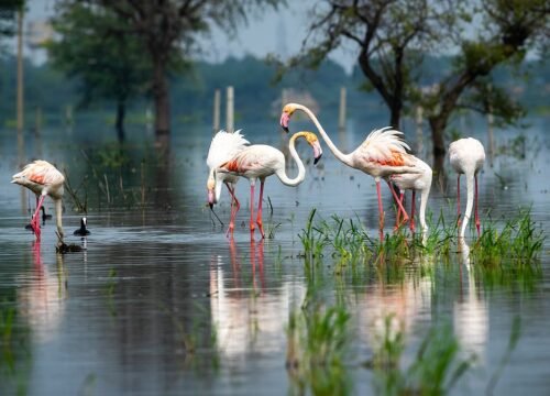 Golden Triangle with Bharatpur Bird Sanctuary