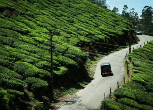 Hill Station & Backwater Tour