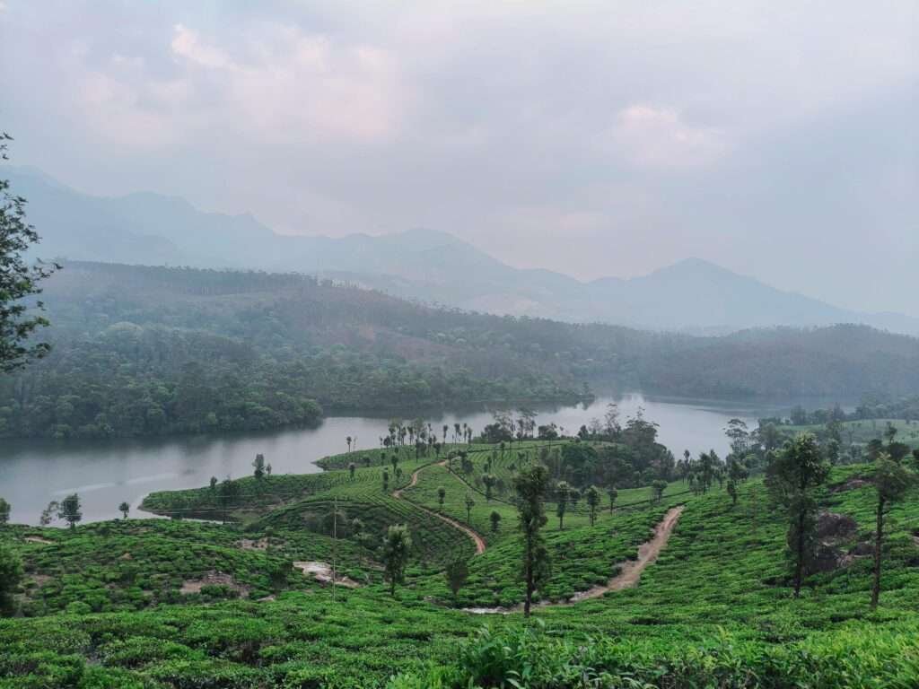Munnar - Tea Country in the Western Ghats