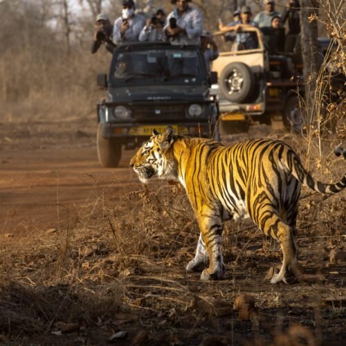 ranthambore tiger