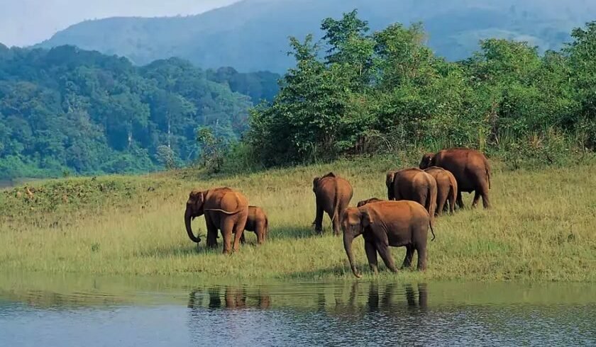 thekkady trekkinh