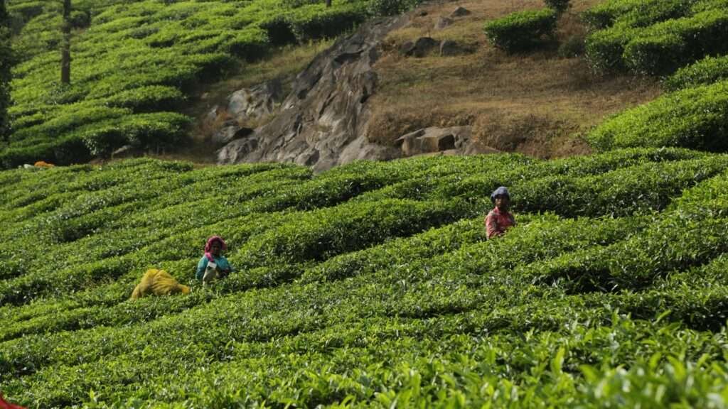 Wayanad - Rainforests and Wildlife of the North