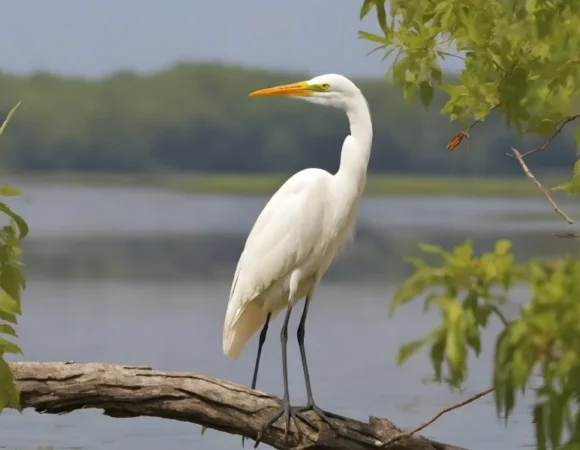 Golden Triangle with Bharatpur Bird Sanctuary (5 Nights 6 Days)