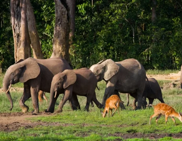 Golden Triangle with Corbett National Park (7 Nights 8 Days)