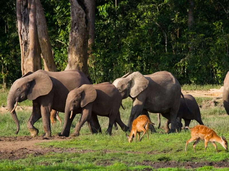 Golden Triangle with Corbett National Park (7 Nights 8 Days)