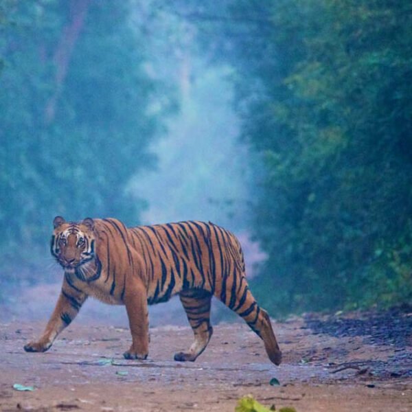 Jim Corbett Tour Package (1 Night 2 Days)