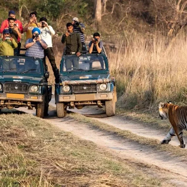 Ranthambore Jungle Luxury Retreat (3 Nights 4 Days)