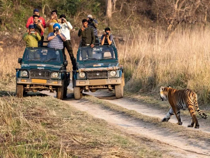 Ranthambore Jungle Luxury Retreat (3 Nights 4 Days)