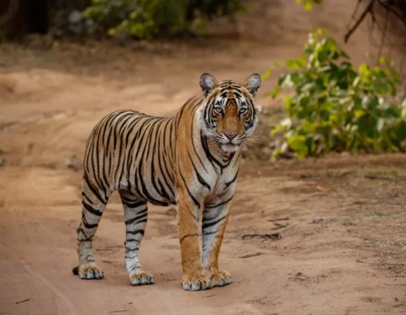 Golden Triangle Tour with Ranthambore (6 Nights 7 Days)