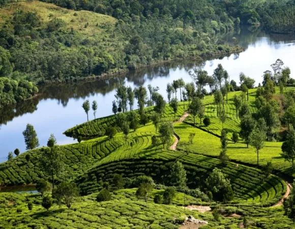 Best of Kerala - Munnar, Thekkady & Alleppey (5 Nights 6 Days)