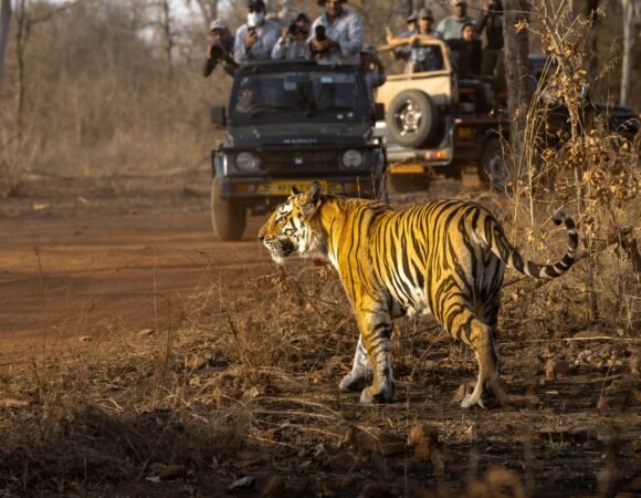 Wildlife Tour Packages