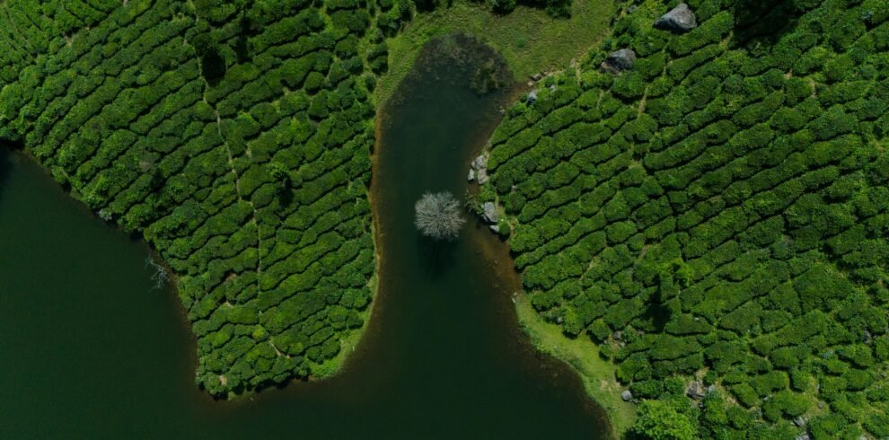 munnar kerala india
