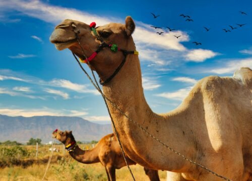 Jaisalmer Offbeat Desert Experience