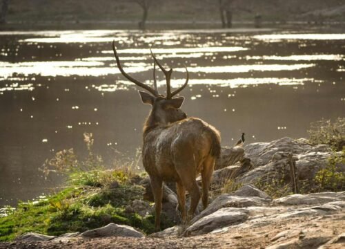 Heritage Rajasthan with Ranthambore