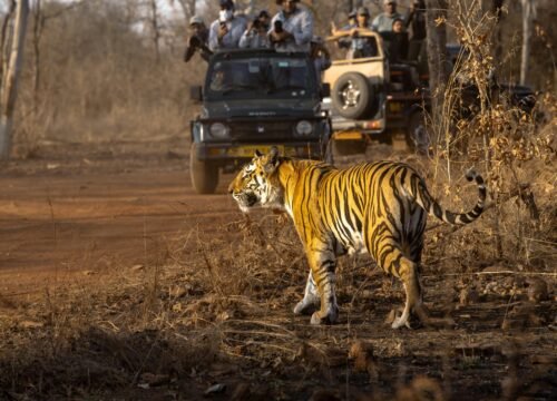 Golden Triangle Tour with Ranthambore