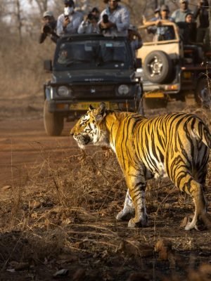 Wildlife Tour Packages